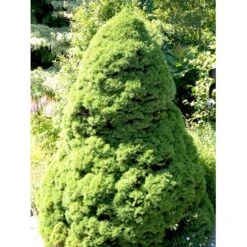 Hvidgran Picea Glauca Potte 3,0 Liter,- 40-60 Cm. -Siriu Planter Butik mi1703 picea abies glauca ea8a