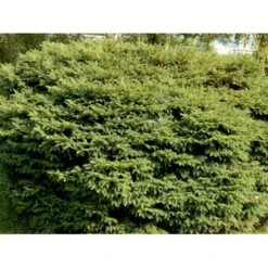 Fugleredegran 'Nidiformis' Picea Abies 'Nidiformis' (dværgform) Potte 3,0 Liter,- 30-40 Cm. -Siriu Planter Butik mi1717 picea abies nidiformis 775f