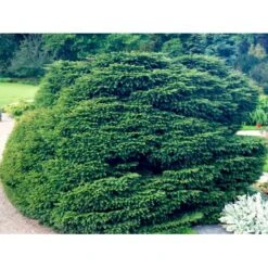 Fugleredegran 'Nidiformis' Picea Abies 'Nidiformis' (dværgform) Potte 3,0 Liter,- 30-40 Cm. -Siriu Planter Butik mi1717 picea abies nidiformis c953