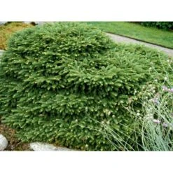 Fugleredegran 'Nidiformis' Picea Abies 'Nidiformis' (dværgform) Potte 3,0 Liter,- 30-40 Cm. -Siriu Planter Butik mi1717 picea abies nidiformis ed10