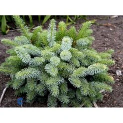 Dværg Hvidgran 'Blue Planet' Picea Glauca 'Blue Planet' Potte 2,0 Liter,- 10-20 Cm. -Siriu Planter Butik mi1733 picea glauca blue planet d380