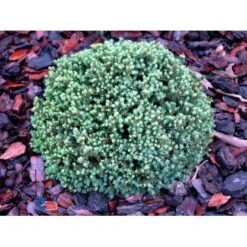 Dværg Hvidgran 'Blue Planet' Picea Glauca 'Blue Planet' Potte 2,0 Liter,- 10-20 Cm. -Siriu Planter Butik mi1733 picea glauca blue planet d6a4