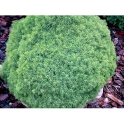 Hvidgran 'Alberta Globe' Picea Glauca 'Alberta Globe' (dværgform) Potte 3,0 Liter,- 20-25 Cm. -Siriu Planter Butik mi1741 picea glauca alberta globe 20c8