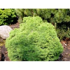 Hvidgran 'Alberta Globe' Picea Glauca 'Alberta Globe' (dværgform) Potte 3,0 Liter,- 20-25 Cm. -Siriu Planter Butik mi1741 picea glauca alberta globe 3a2c