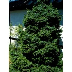 Omorikagran 'Nana' Picea Omorika 'Nana' (dværgform) Potte 20 Liter,- 40-50 Cm. -Siriu Planter Butik mi1753 picea omorika nana da9e