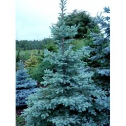 Blågran 'Fat Albert' Picea Pungens 'Fat Albert' Potte 12 Liter,- 60-80 Cm. -Siriu Planter Butik mi1767 picea pungens fat albert 64db