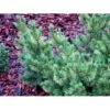Bjergfyr 'Ophir' Pinus Mugo 'Ophir' (dværgform) Potte 5,0 Liter,- 30-40 Cm. -Siriu Planter Butik mi1807 pinus mugo ophir 69ef