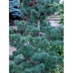 Penselfyr 'Glauca' Pinus Parviflora 'Glauca' Potte 3,0 Liter,- 40-60 Cm. -Siriu Planter Butik mi1821 pinus parviflora glauca 028d