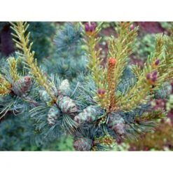 Penselfyr 'Glauca' Pinus Parviflora 'Glauca' Potte 3,0 Liter,- 40-60 Cm. -Siriu Planter Butik mi1821 pinus parviflora glauca 0e47