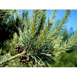 Skovfyr Pinus Sylvestris Med Klump,- 150-175 Cm. 13 Skovfyr Pinus Sylvestris Med Klump,- 150-175 Cm. -Siriu Planter Butik mi1835 pinus sylvestris 69cc