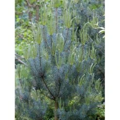 Skovfyr Pinus Sylvestris Med Klump,- 150-175 Cm. 12 Skovfyr Pinus Sylvestris Med Klump,- 150-175 Cm. -Siriu Planter Butik mi1835 pinus sylvestris 8cc2