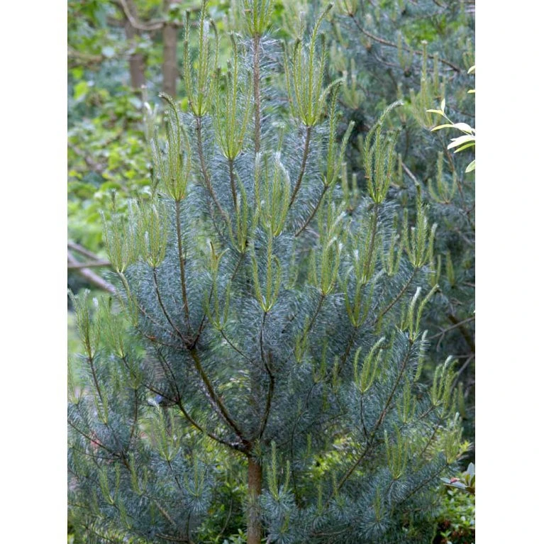 Skovfyr Pinus Sylvestris Med Klump,- 150-175 Cm. 7 Skovfyr Pinus Sylvestris Med Klump,- 150-175 Cm. - Billede 5