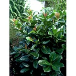 Kirsebærlaurbær 'Etna' Prunus Laurocerasus 'Etna' Med Klump,- 125-150 Cm. -Siriu Planter Butik mi2004 prunus laurocerasus etna b780