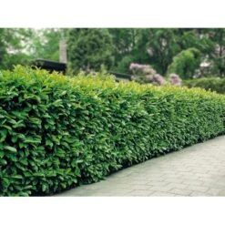 Kirsebærlaurbær 'Etna' Prunus Laurocerasus 'Etna' Potte 10 Liter,- 60-80 Cm. -Siriu Planter Butik mi2004 prunus laurocerasus etna cdcb 2