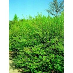 Fjeldribs 'Hemus' Ribes Alpinum 'Hemus' 3,5 Liter Potte -Siriu Planter Butik mi2146 ribes alpinum dima 570e