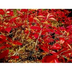 Surbær 'Norðîc® Aron' Aronia Melanocarpa 'Norðîc® Aron' 5 Liter Potte -Siriu Planter Butik mi234 aronia melanocarpa 6f0a