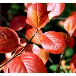 Surbær 'Norðîc® Aron' Aronia Melanocarpa 'Norðîc® Aron' 5 Liter Potte -Siriu Planter Butik mi234 aronia melanocarpa 8bc1