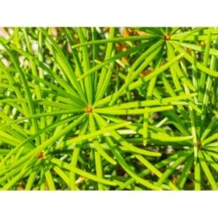 Parasoltræ Sciadopitys Verticillata Potte 3,0 Liter,- 25-30 Cm. 15 Parasoltræ Sciadopitys Verticillata Potte 3,0 Liter,- 25-30 Cm. -Siriu Planter Butik mi2364 sciadopitys verticillata 109b