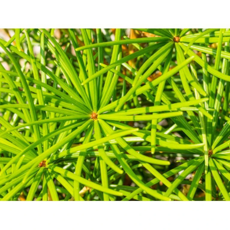 Parasoltræ Sciadopitys Verticillata Potte 3,0 Liter,- 25-30 Cm. 9 Parasoltræ Sciadopitys Verticillata Potte 3,0 Liter,- 25-30 Cm. - Billede 7