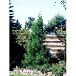 Parasoltræ Sciadopitys Verticillata Potte 3,0 Liter,- 25-30 Cm. 14 Parasoltræ Sciadopitys Verticillata Potte 3,0 Liter,- 25-30 Cm. -Siriu Planter Butik mi2364 sciadopitys verticillata e9b8