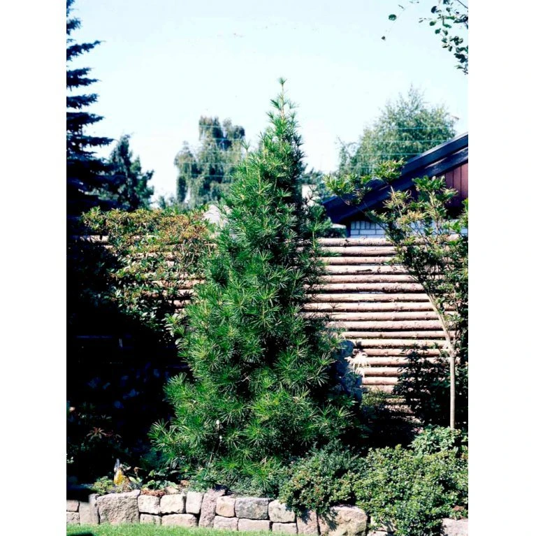 Parasoltræ Sciadopitys Verticillata Potte 3,0 Liter,- 25-30 Cm. 8 Parasoltræ Sciadopitys Verticillata Potte 3,0 Liter,- 25-30 Cm. - Billede 6