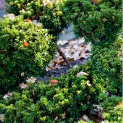 Japansk Taks 'Nana' Taxus Cuspidata 'Nana' Potte 5,0 Liter,- 30-40 Cm. -Siriu Planter Butik mi2517 taxus cuspidata nana b3a4