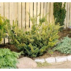 Taks 'Farmen' Taxus Media 'Farmen' Potte 3,0 Liter,- 25-30 Cm. -Siriu Planter Butik mi2521 taxus media farmen 1685