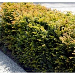 Almindelig Taks Taxus Baccata Potte 3,0 Liter,- 40-60 Cm. -Siriu Planter Butik mi2523 taxus baccata 5d1f