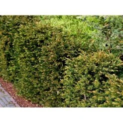 Almindelig Taks Taxus Baccata Potte 3,0 Liter,- 40-60 Cm. -Siriu Planter Butik mi2539 taxus baccata kugle 28cd
