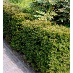Almindelig Taks Taxus Baccata Potte 3,0 Liter,- 40-60 Cm. -Siriu Planter Butik mi2539 taxus baccata kugle 2bf6