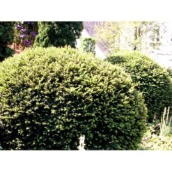 Almindelig Taks Taxus Baccata Potte 3,0 Liter,- 40-60 Cm. -Siriu Planter Butik mi2539 taxus baccata kugle 6150