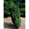 Almindelig Søjletaks 'Melfardii' Taxus Baccata 'Melfardii' Med Klump,- 60-80 Cm. -Siriu Planter Butik mi2549 taxus baccata melfard 6e93