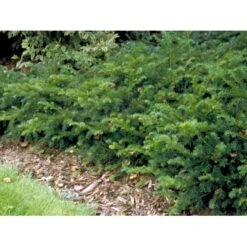 Krybende Almindelig Taks 'Repandens' Taxus Baccata 'Repandens' Potte 3,0 Liter,- 25-30 Cm. -Siriu Planter Butik mi2551 taxus baccata repandens 406a