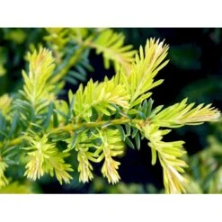 Almindelig Krybende Taks 'Summergold' Taxus Baccata 'Summergold' Potte 2,0 Liter,- 25-30 Cm. -Siriu Planter Butik mi2552 taxus baccata summergold 82bf