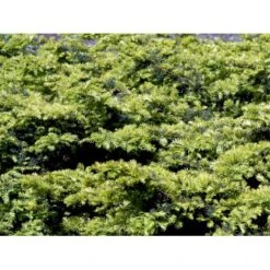 Almindelig Krybende Taks 'Summergold' Taxus Baccata 'Summergold' Potte 2,0 Liter,- 25-30 Cm. -Siriu Planter Butik mi2552 taxus baccata summergold 8402