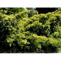 Almindelig Krybende Taks 'Summergold' Taxus Baccata 'Summergold' Potte 2,0 Liter,- 25-30 Cm. -Siriu Planter Butik mi2552 taxus baccata summergold b2bc