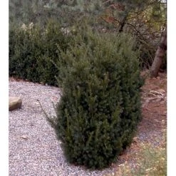 Taks 'Hillii' Taxus Media 'Hillii' Med Klump,- 40-50 Cm. -Siriu Planter Butik mi2554 taxus media hillii f6e0