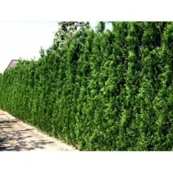 Hækthuja 'Brabant' Thuja Occidentalis 'Brabant' Potte 5,0 Liter,- 80-100 Cm. -Siriu Planter Butik mi2582 thuja occidentalis brabrant 9c1f 3