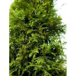Hækthuja 'Brabant' Thuja Occidentalis 'Brabant' Potte 5,0 Liter,- 80-100 Cm. -Siriu Planter Butik mi2582 thuja occidentalis brabrant a291 3