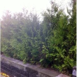Hækthuja 'Brabant' Thuja Occidentalis 'Brabant' Med Klump,- 175-200 Cm. -Siriu Planter Butik mi2582 thuja occidentalis brabrant f86d