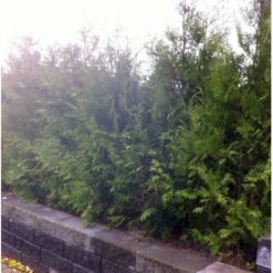 Hækthuja 'Brabant' Thuja Occidentalis 'Brabant' Med Klump, - 80-100 Cm -Siriu Planter Butik mi2582 thuja occidentalis brabrant f86d 5