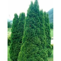 Almindelig Thuja 'Holmstrup' Thuja Occidentalis 'Holmstrup' Potte 3,0 Liter,- 40-60 Cm. -Siriu Planter Butik mi2586 thuja occidentalis holmstrup 4bbb