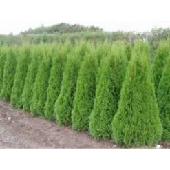 Almindelig Thuja 'Smaragd' Thuja Occidentalis 'Smaragd' Potte 10 Liter,- 125-150 Cm. -Siriu Planter Butik mi2587 thuja occidentalis smaragd efeb