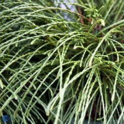 Trådthuja 'Whipcord' Thuja Plicata 'Whipcord'(dværgform) Potte 2,5 Liter, - 25-30 Cm.