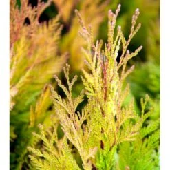 Kæmpethuja '4ever Goldy' Thuja Plicata '4ever Goldy' Potte 2,0 Liter,- 20-25 Cm. 7 Kæmpethuja '4ever Goldy' Thuja Plicata '4ever Goldy' Potte 2,0 Liter,- 20-25 Cm. -Siriu Planter Butik mi2601 thuja plicata 4ever goldy 7384