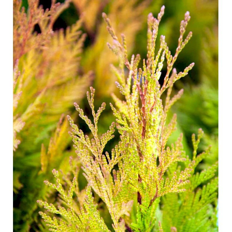 Kæmpethuja '4ever Goldy' Thuja Plicata '4ever Goldy' Potte 2,0 Liter,- 20-25 Cm. 5 Kæmpethuja '4ever Goldy' Thuja Plicata '4ever Goldy' Potte 2,0 Liter,- 20-25 Cm. - Billede 3