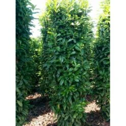 Kirsebærlaurbær 'Genolia' Prunus Laurocerasus 'Genolia' Potte 10 Liter,- 80-100 Cm. -Siriu Planter Butik mi2852 prunus laurocerasus mano 0281 2