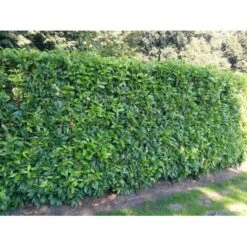 Kirsebærlaurbær 'Genolia' Prunus Laurocerasus 'Genolia' Potte 10 Liter,- 80-100 Cm. -Siriu Planter Butik mi2852 prunus laurocerasus mano 7a16 2