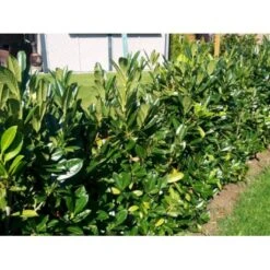 Kirsebærlaurbær 'Genolia' Prunus Laurocerasus 'Genolia' Med Klump,- 200-225 Cm.