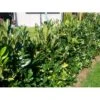 Kirsebærlaurbær 'Genolia' Prunus Laurocerasus 'Genolia' Med Klump, 60-80 Cm. -Siriu Planter Butik mi2852 prunus laurocerasus mano 9b3c 8